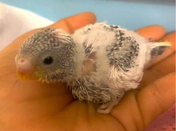 นกแก้ว กรีนชิค รูปที่ 10