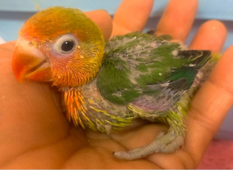 นกแก้ว กรีนชิค รูปที่ 9