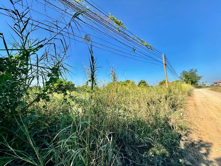 ขายยกแปลง ที่ดินนครชัยศรี  9 ไร่กว่า แบ่งแล้ว 10 โฉนด  พร้อมทำโครงการหรือจัดสรรขายต่อ รูปที่ 3