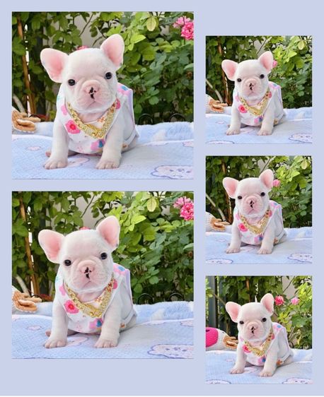 เฟรนบลูด็อก ชายสีขาว รูปที่ 9