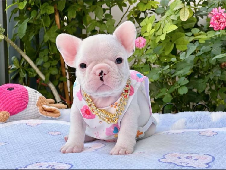 เฟรนบลูด็อก ชายสีขาว รูปที่ 4