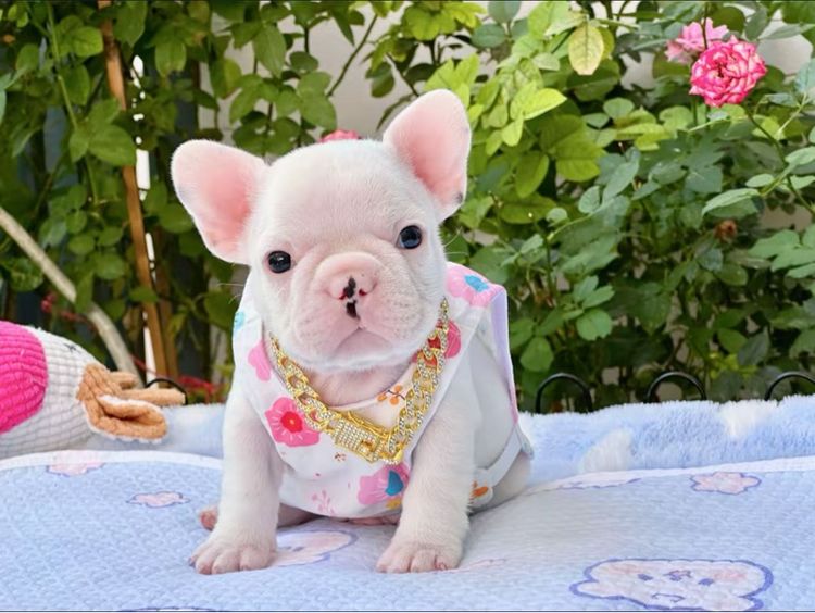 เฟรนบลูด็อก ชายสีขาว รูปที่ 2