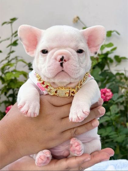 เฟรนบลูด็อก ชายสีขาว รูปที่ 6