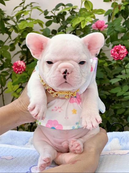 เฟรนบลูด็อก ชายสีขาว รูปที่ 7