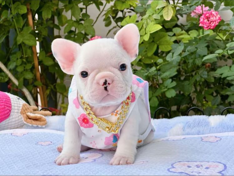 เฟรนบลูด็อก ชายสีขาว