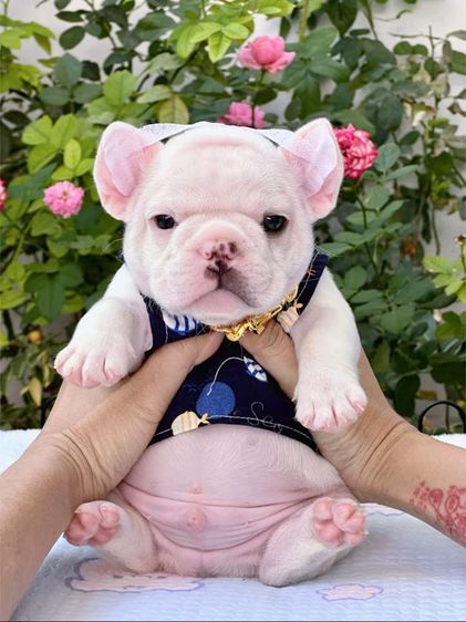 เฟรนบลูด็อก สีขาว ชาย รูปที่ 8