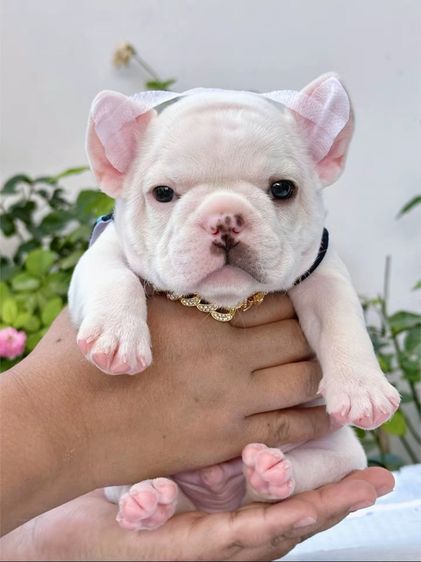 เฟรนบลูด็อก สีขาว ชาย รูปที่ 12