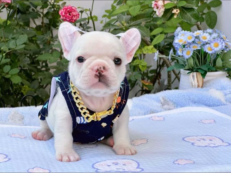 เฟรนบลูด็อก สีขาว ชาย รูปที่ 5