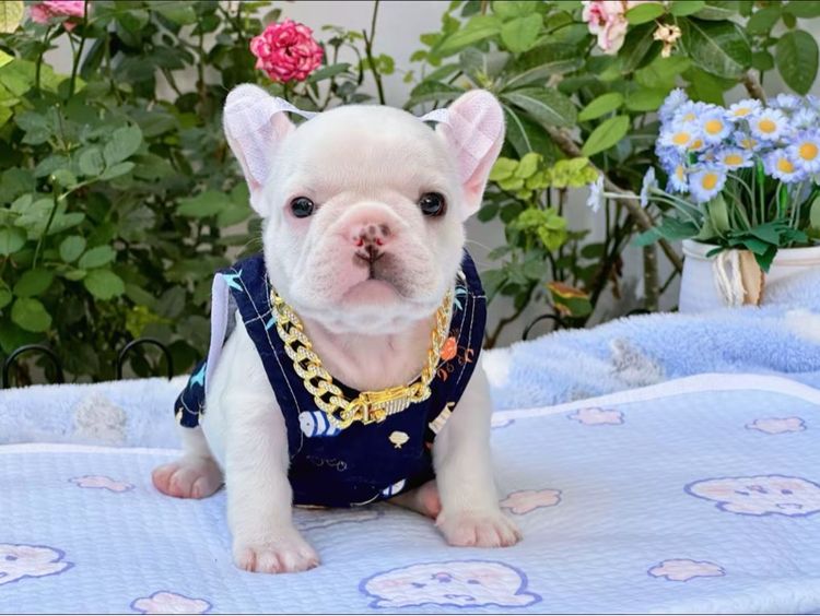 เฟรนบลูด็อก สีขาว ชาย