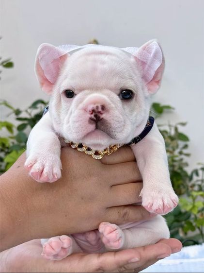 เฟรนบลูด็อก สีขาว ชาย รูปที่ 14