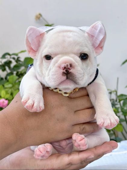 เฟรนบลูด็อก สีขาว ชาย รูปที่ 10