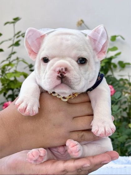 เฟรนบลูด็อก สีขาว ชาย รูปที่ 13