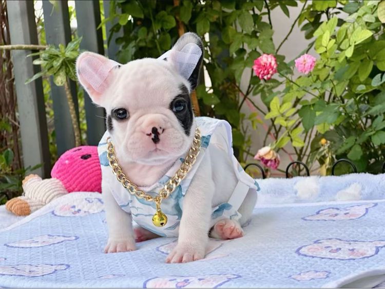 เฟรนบลูด็อก ชาย ลายวัว รูปที่ 8