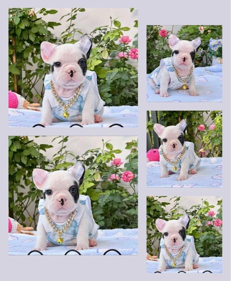 เฟรนบลูด็อก ชาย ลายวัว รูปที่ 10