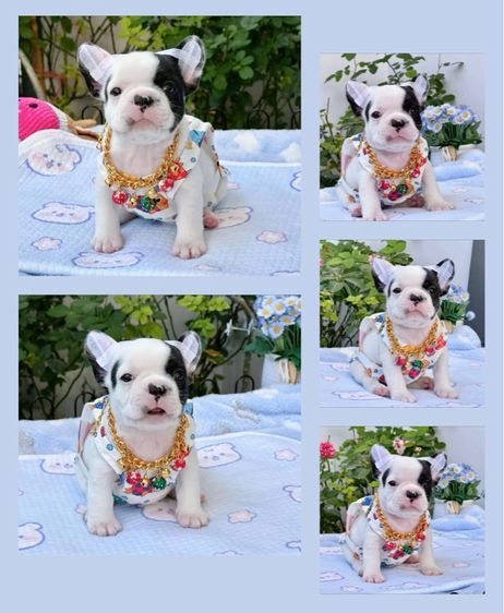 เฟรนบลูด็อก ลายวัว ชาย รูปที่ 14