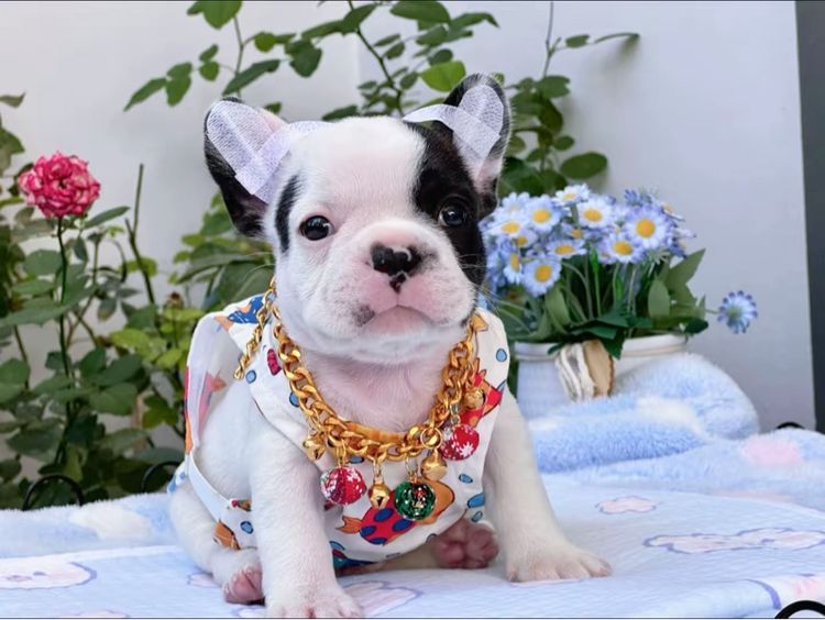 เฟรนบลูด็อก ลายวัว ชาย