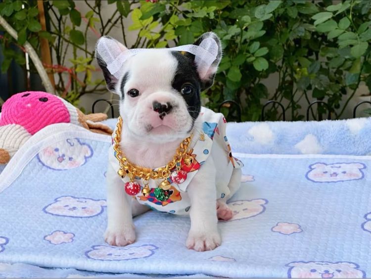 เฟรนบลูด็อก ลายวัว ชาย รูปที่ 12