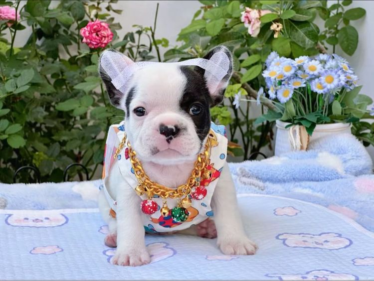 เฟรนบลูด็อก ลายวัว ชาย รูปที่ 4