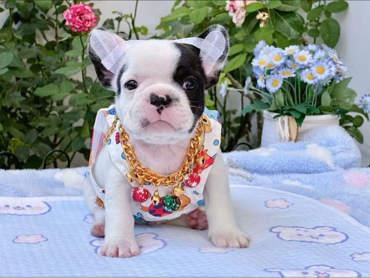 เฟรนบลูด็อก ลายวัว ชาย รูปที่ 2