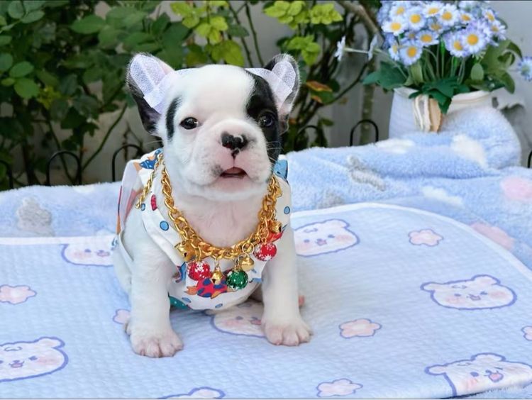 เฟรนบลูด็อก ลายวัว ชาย รูปที่ 7