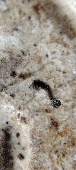 พระสมเด็จวัดระฆัง บางขุนพรหม เกศไชโย หลวงปู่ภู หลวงปู่นาค รูปที่ 16