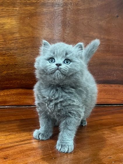 แมวบริติชช็อตแฮร์