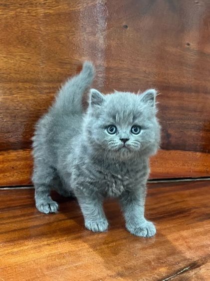 แมวบริติชช็อตแฮร์ รูปที่ 4