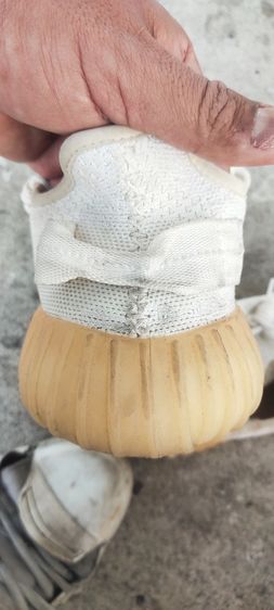 รองเท้า size ประมาณ43 Adidas Yeezy  รูปที่ 3