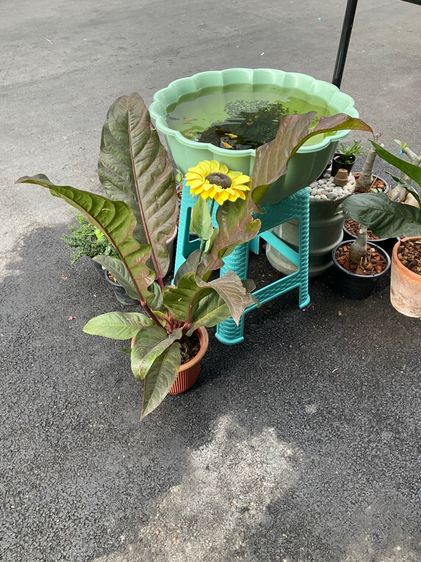 แจกฟรีปลาบอลลูน รูปที่ 2