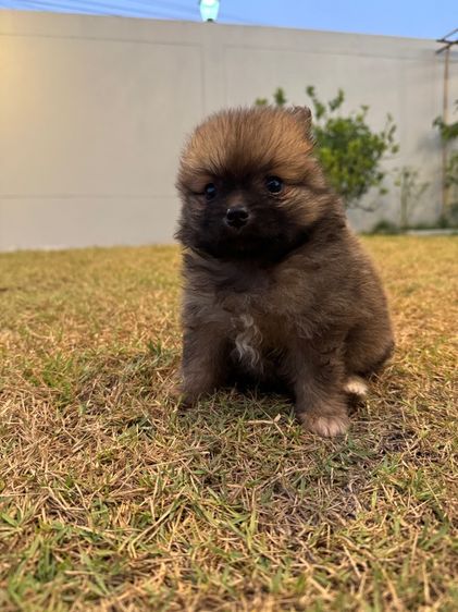 น้องปอมเพศหญิง รูปที่ 7