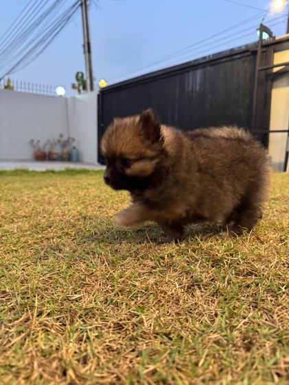 น้องปอมเพศหญิง รูปที่ 4