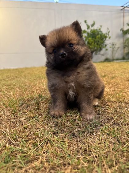 ปอมเมอเรเนียน (Pomeranian) กลาง น้องปอมเพศหญิง