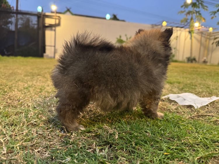 น้องปอมเพศหญิง รูปที่ 6