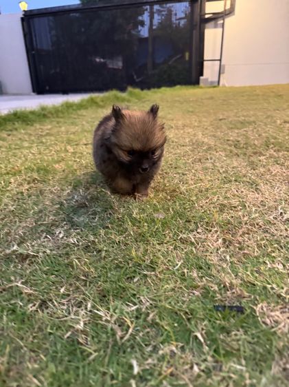 น้องปอมเพศหญิง รูปที่ 5