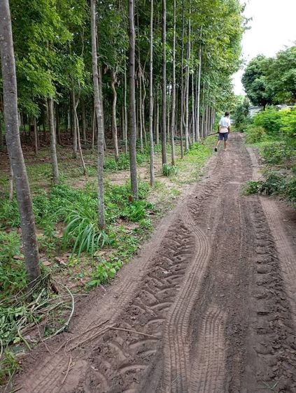 ไม่มี ใช่ ขายบ้านสวนพร้อมที่ดินอำเภอจักราชจังหวัดนครราชสีมา​

บ้านหนองคล้าถนนเทศบาล20ซอย4

 รูปที่ 2