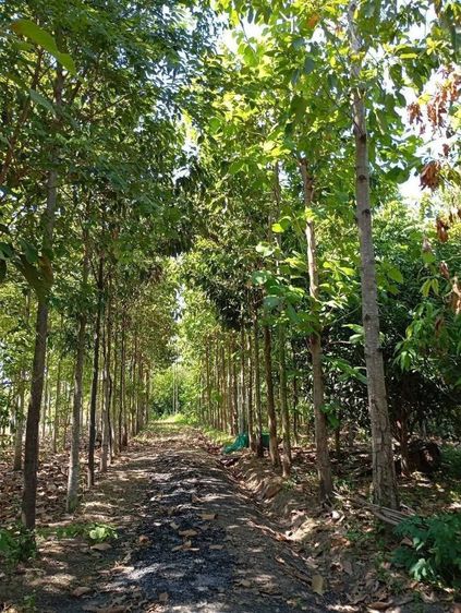 ไม่มี ใช่ ขายบ้านสวนพร้อมที่ดินอำเภอจักราชจังหวัดนครราชสีมา​

บ้านหนองคล้าถนนเทศบาล20ซอย4

 รูปที่ 3