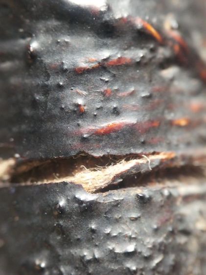 ตะกรุดไม้รวกถักเชือกลงรักครับ รูปที่ 15