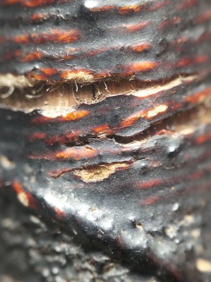 ตะกรุดไม้รวกถักเชือกลงรักครับ รูปที่ 10