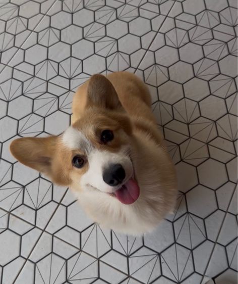 คอร์กี้ รูปที่ 3