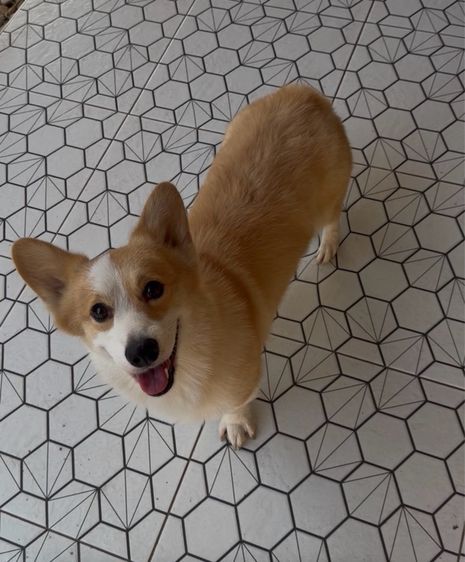 คอร์กี้ รูปที่ 4