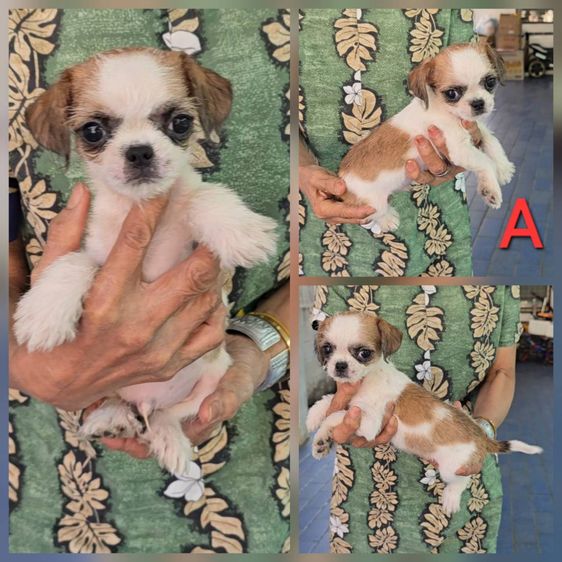 ลูกสุนัขชิวาว่าผสมชิห์สุ สีสวยๆ แข็งแรง ร่าเริง ทำวัคซีนแล้ว จาก kankarnclub มีจัดส่งทั่วประเทศ (กันย์เจ้าเก่าครับ) รูปที่ 3