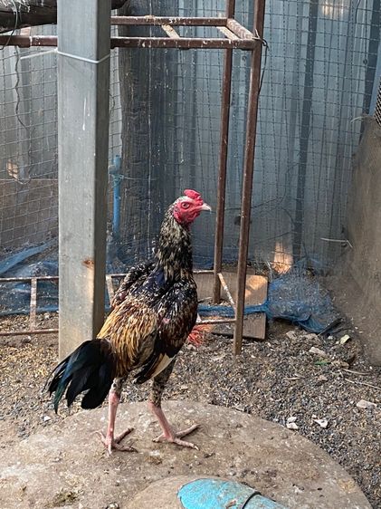 ไก่พม่า รูปที่ 3