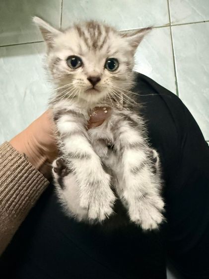 แมวพันธุ์ อเมริกันช็อตแฮร์ รูปที่ 3