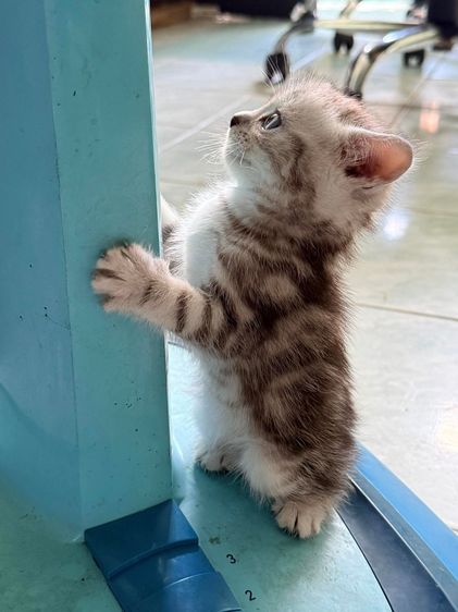 แมวพันธุ์ อเมริกันช็อตแฮร์ รูปที่ 2