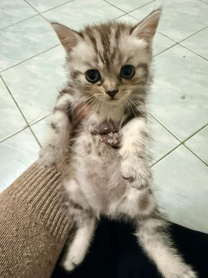 แมวพันธุ์ อเมริกันช็อตแฮร์ รูปที่ 3