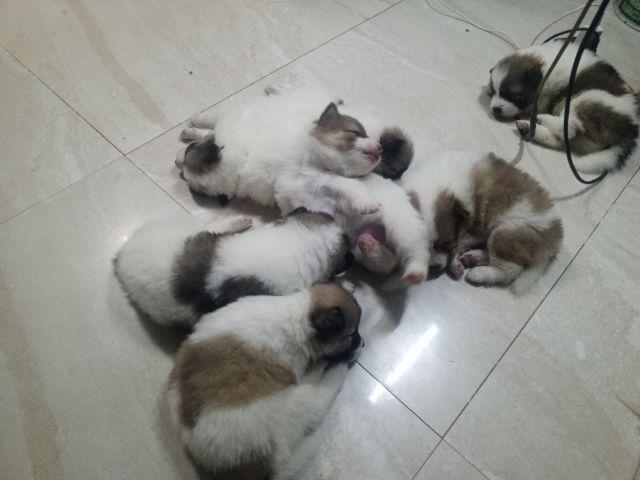 ลูกสุนัขบางแก้วแท้ รูปที่ 5