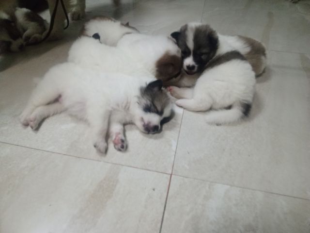 ลูกสุนัขบางแก้วแท้ รูปที่ 2