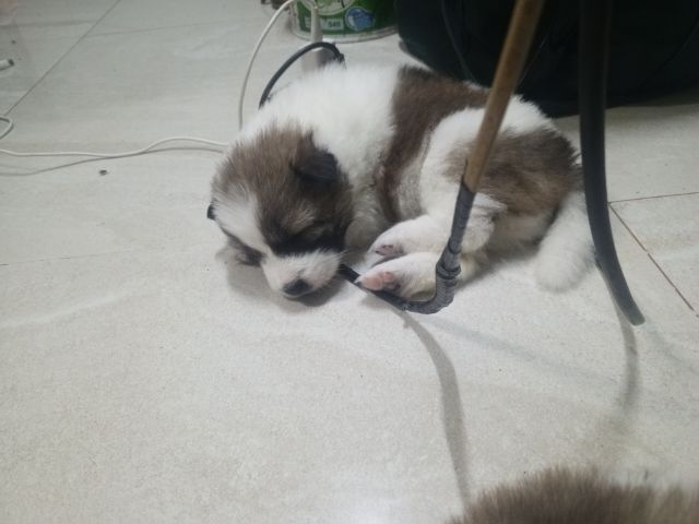 ลูกสุนัขบางแก้วแท้