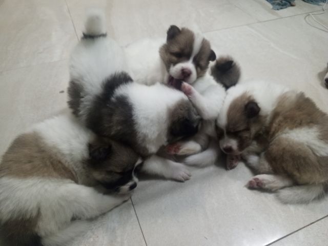 ลูกสุนัขบางแก้วแท้ รูปที่ 3