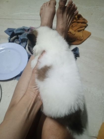 ลุุกสุนัขบางแก้วแท้ รูปที่ 2